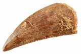 Serrated Raptor Tooth - Real Dinosaur Tooth #364821-1